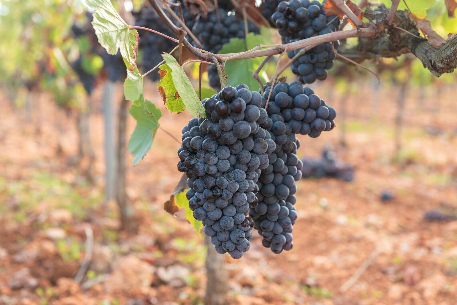 Catalan Wine Grapes: A Beginner’s Guide to What You’ll Taste