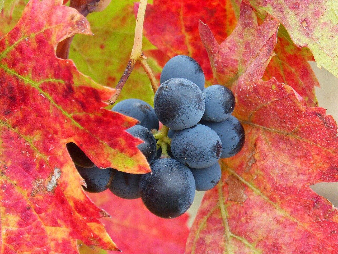 Priorat Wine Driver from Falset: A Three-Cellar Day
