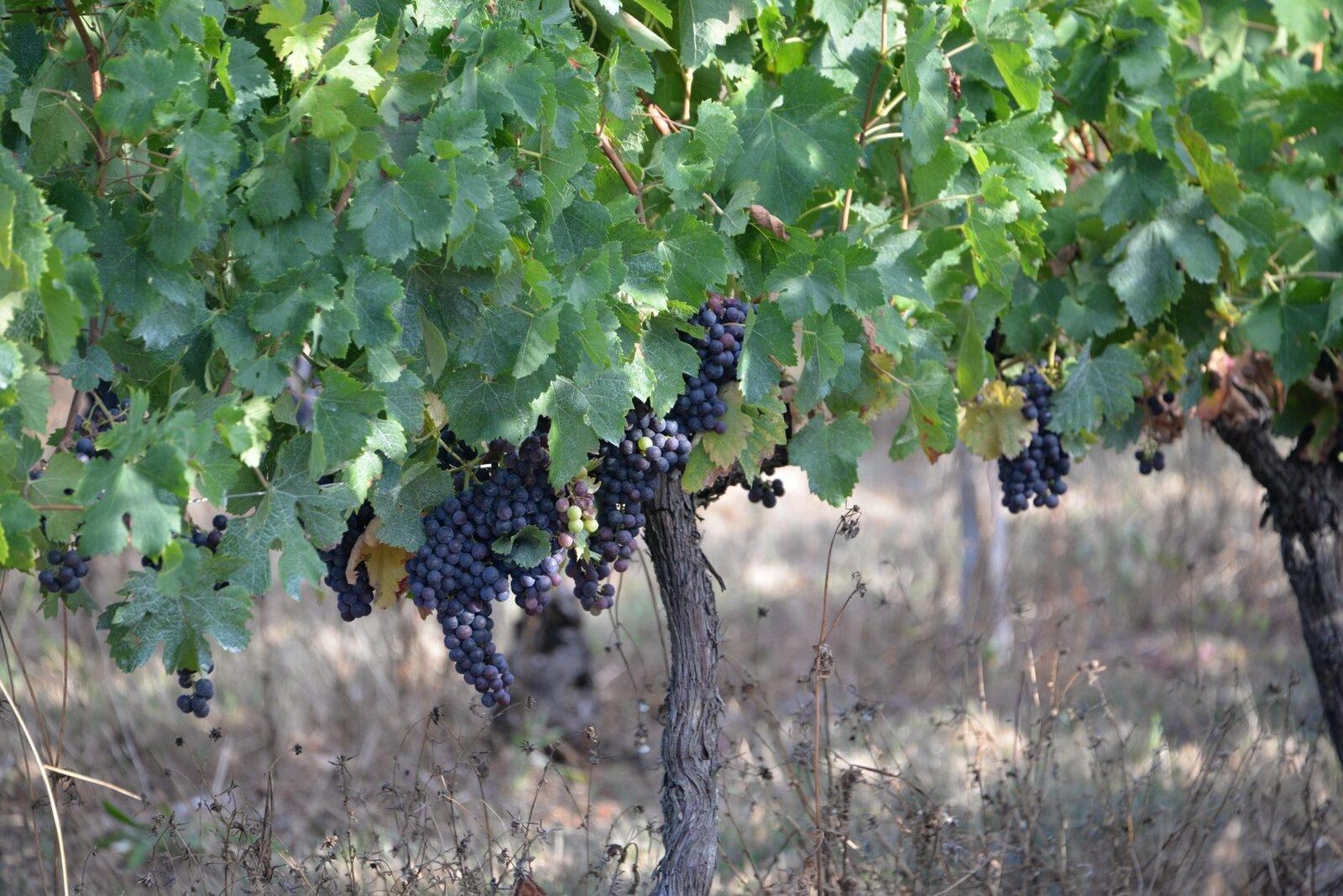 Old vines Priorat