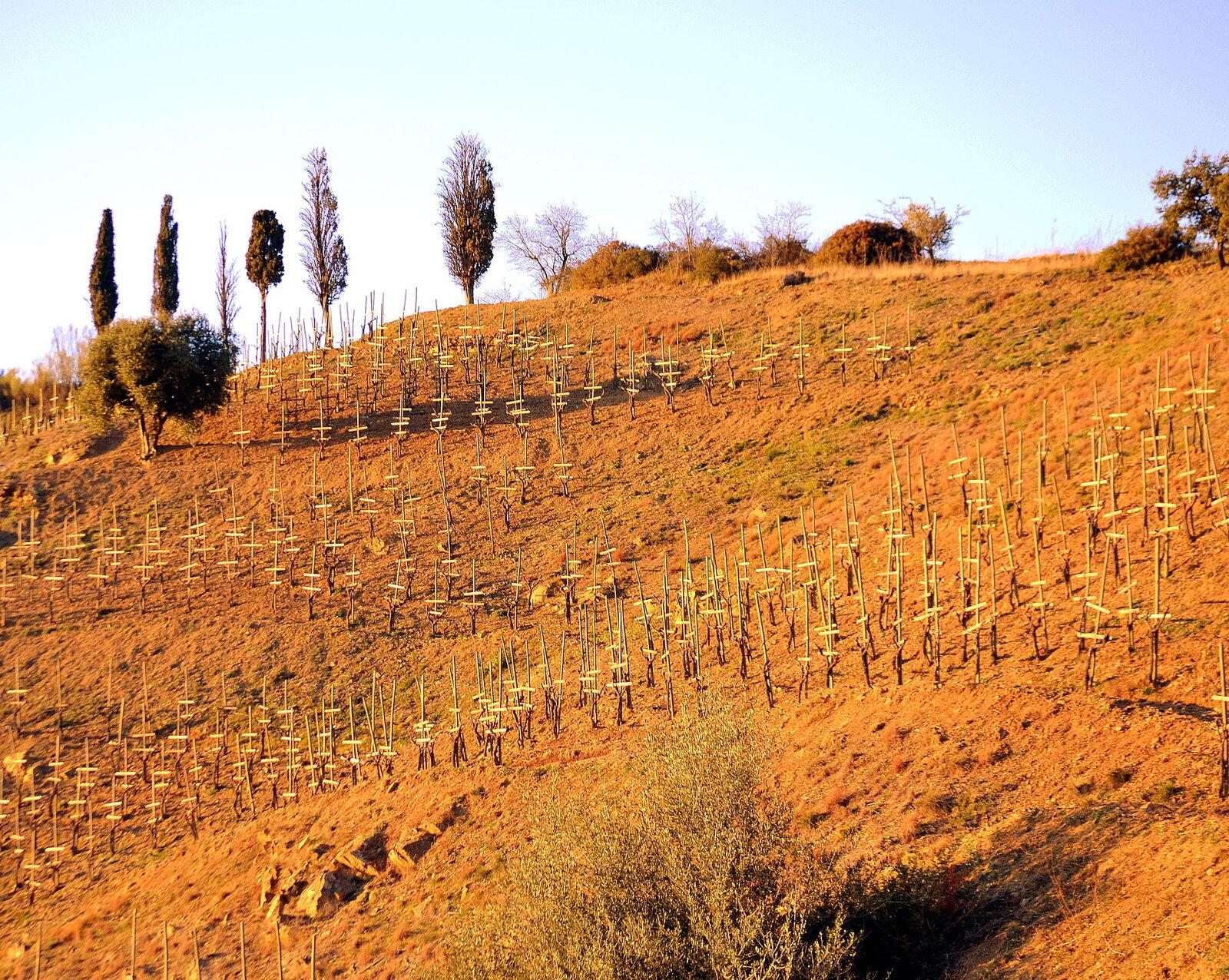 Priorat Wine Guide: Tastings, Villages and Vineyards