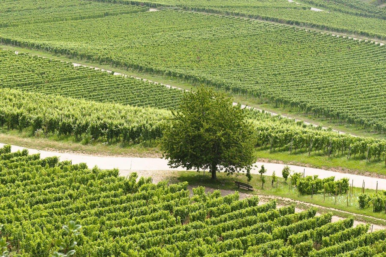 Vineyards in Alella above the Mediterranean coast