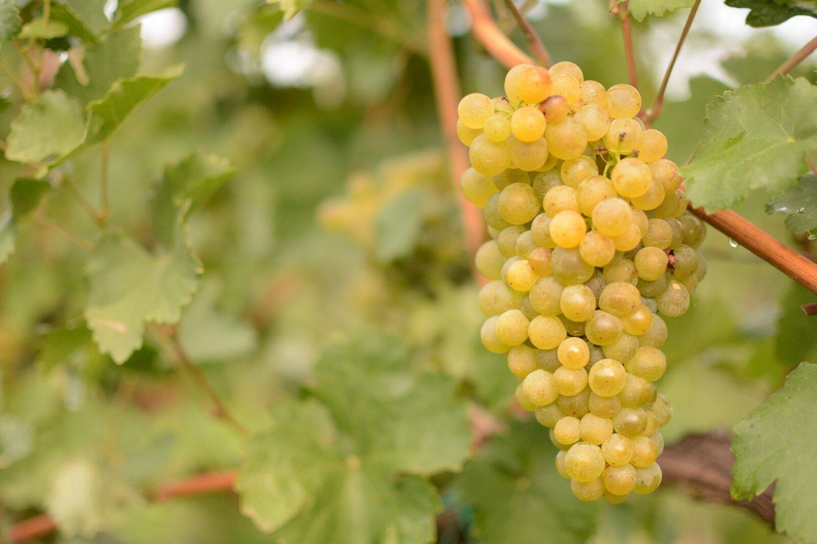 Grape clusters vineyard close up