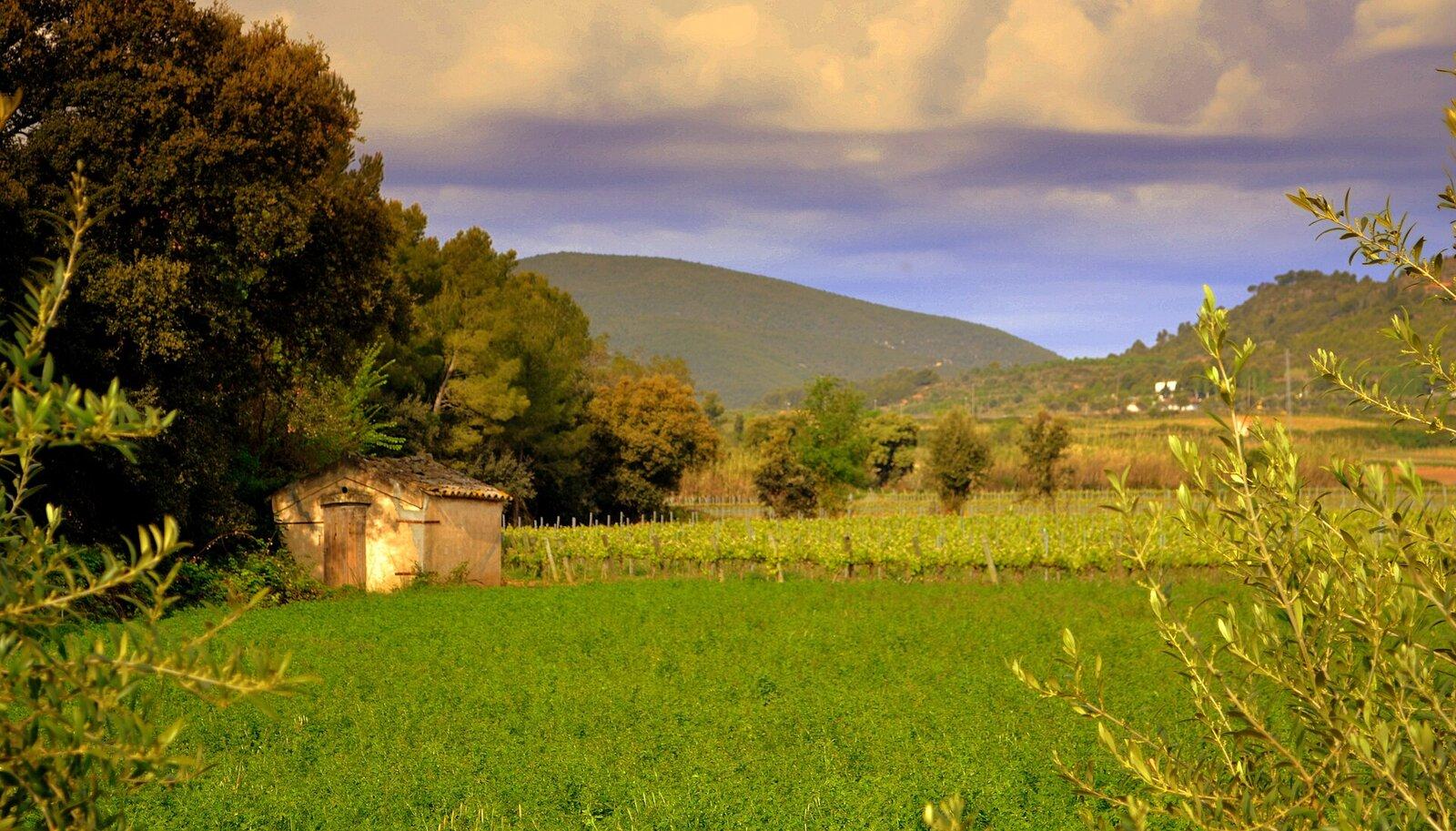Penedès vineyard