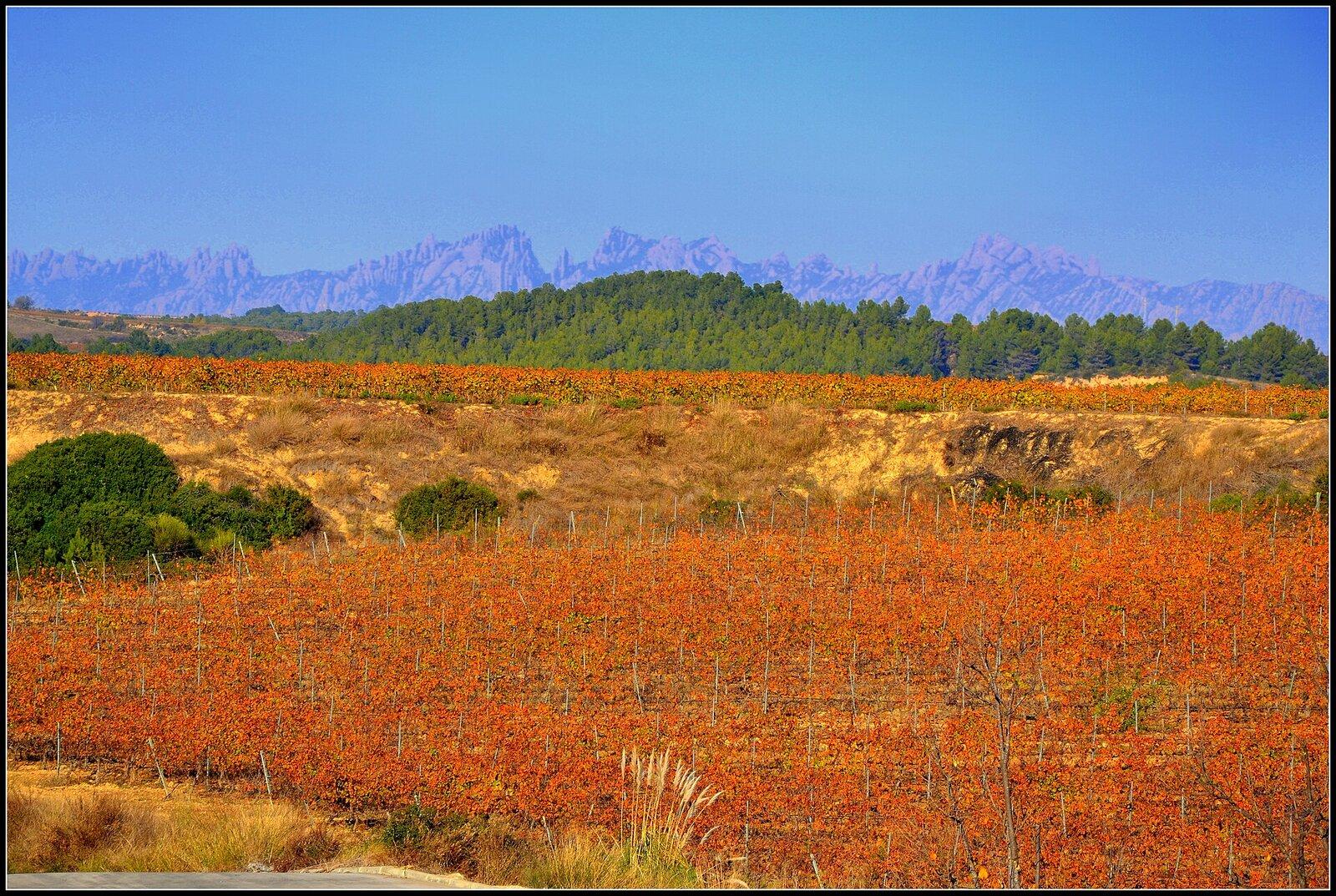 Sant Sadurní d’Anoia by Train: Two Cava Cellars Without Driving