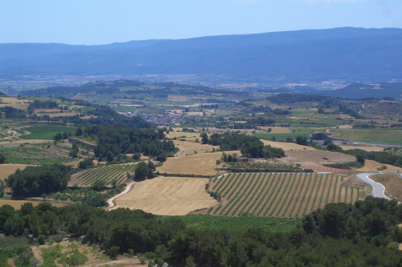 Trepat in Conca de Barberà: A Tasting Guide and Cellar Day